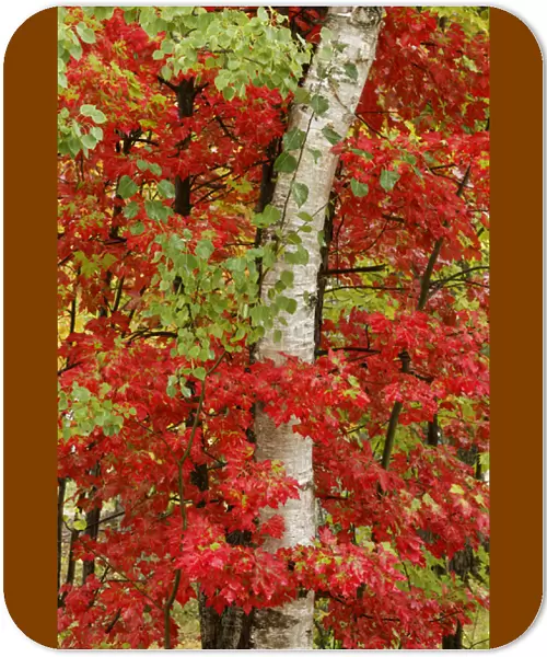 Red maple leaves in autumn and white birch tree trunk, Upper Peninsula of Michigan