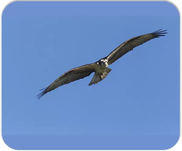Osprey in flight near Rollins, Montana, USA