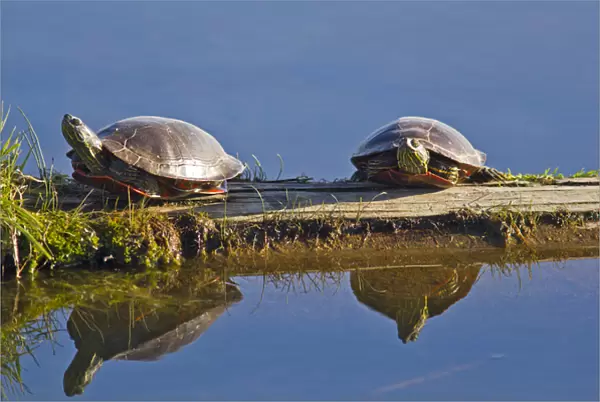 A pair of painted turtles sun themselves on a log at Ninepipe WMA near Ronan, Montana