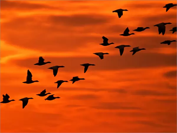 USA, New Jersey, Cape May. Flying birds silhouetted at sunrise