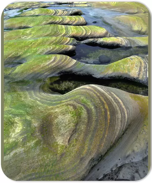USA, Oregon, Seal Rock Beach Wayside. Algae-tinted sandstone formations. Credit as