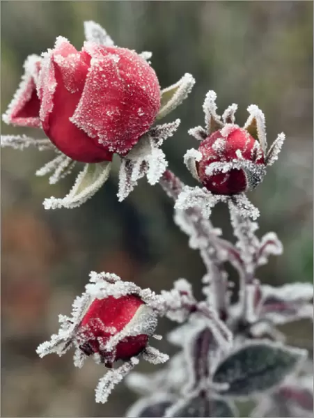 USA, Oregon. Roses draped with frost. Credit as: Steve Terrill  /  Jaynes Gallery  /  DanitaDelimont