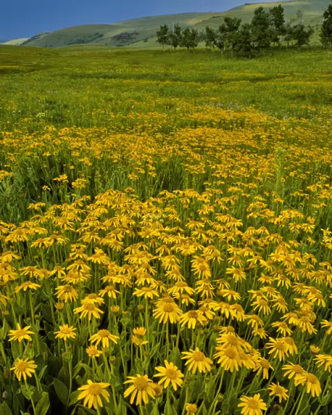 USA, Oregon, Steens Mountain. Meadow of arnica wildflowers
