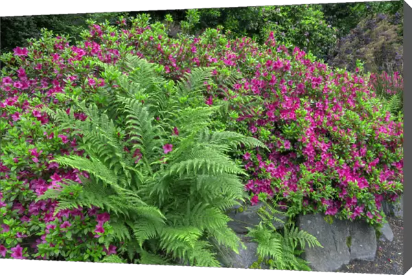 USA, Oregon, Portland, Crystal Springs Rhododendron Garden, Blooming azalea and bracken