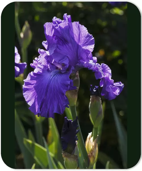 USA, Oregon, Keizer, Schreiners Iris Garden, cultivated iris