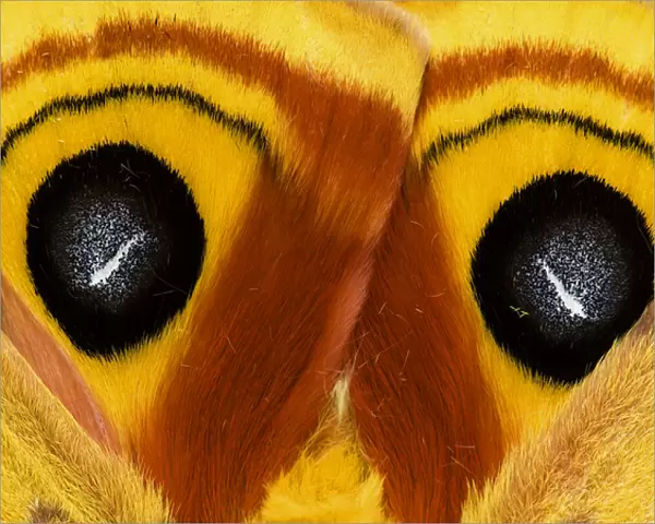 USA, Pennsylvania. Close-up of saturnia moth wings