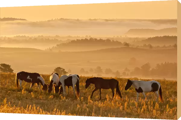 USA, South Dakota. Paint horses at Black Hills Wild Horse Sanctuary