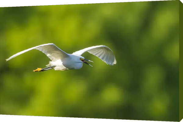 USA, Texas, Smith Oaks Rookery. Snowy egret in flight