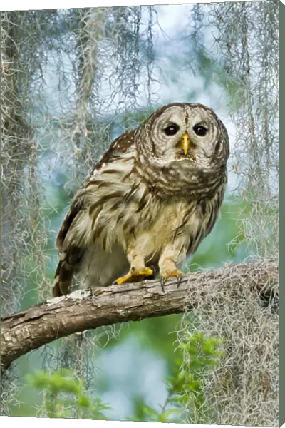 Barred Owl (Strix varia) in bald cypress forest on Caddo Lake, Texas