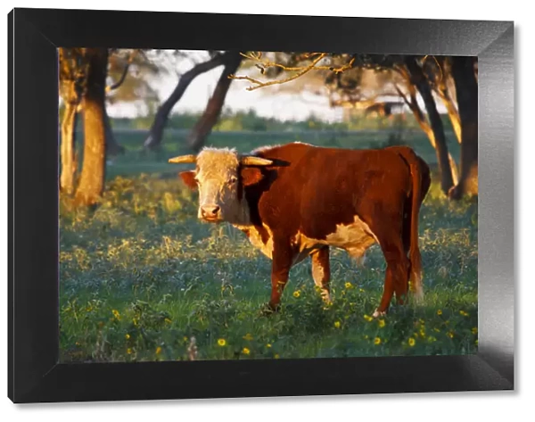 Herford bull retired to pasture near Gonzales, Texas