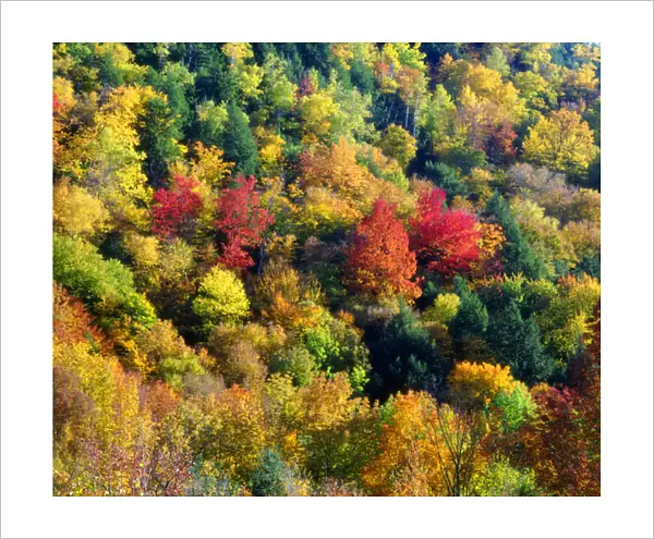 USA; Vermont; Autumn Colors in the forrest of Vermont