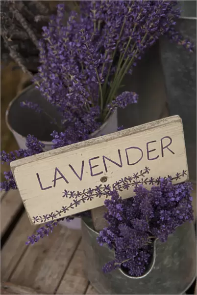 North America, United States, Washington, Sequim, sign with dried lavender for sale