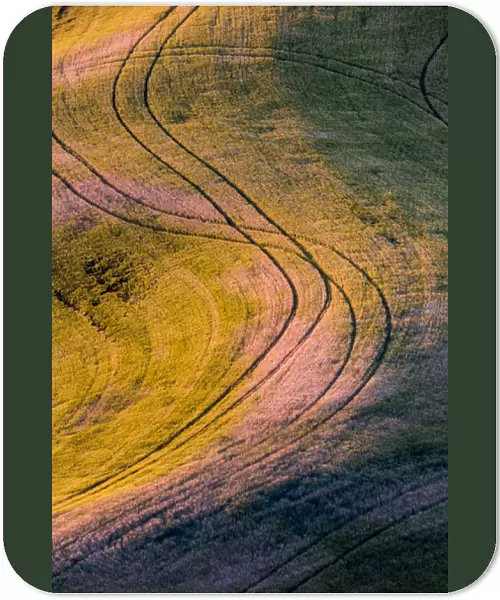 North America; USA; Washington State; Palouse Region;s curve in Wheat Field