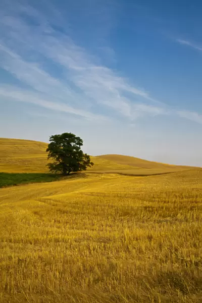 North America; USA; Washington; Palouse Country; Lone Tree in Field of Harvest Wheat