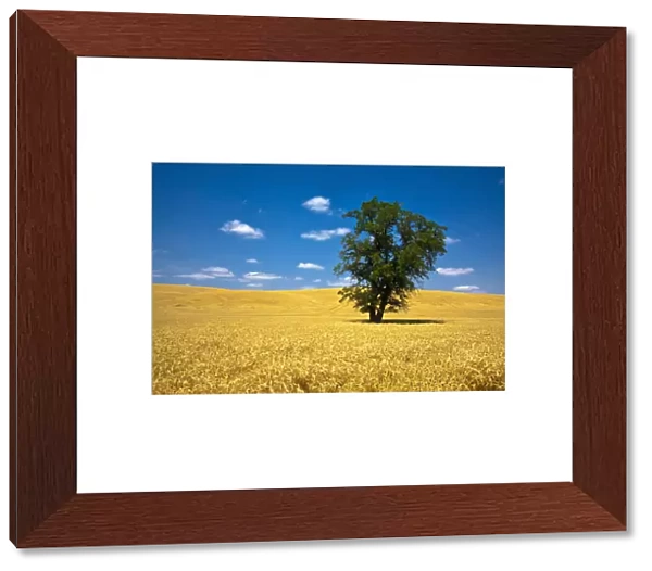 North America; USA; Washington; Palouse Country; Lone Tree in Field of Harvest Wheat