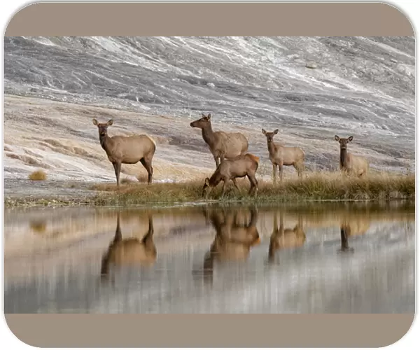 Herd of Elk and reflection, Canary Spring, Yellowstone National Park, Montana  /  Wyoming