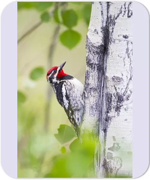 USA, Wyoming, Sublette County, Red-naped Sapsucker on Aspen tree