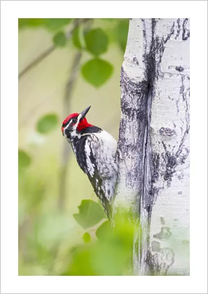 USA, Wyoming, Sublette County, Red-naped Sapsucker on Aspen tree