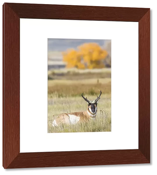 USA, Wyoming, Sublette County, a buck Pronghorn Antelope lays down in grasses in autumn