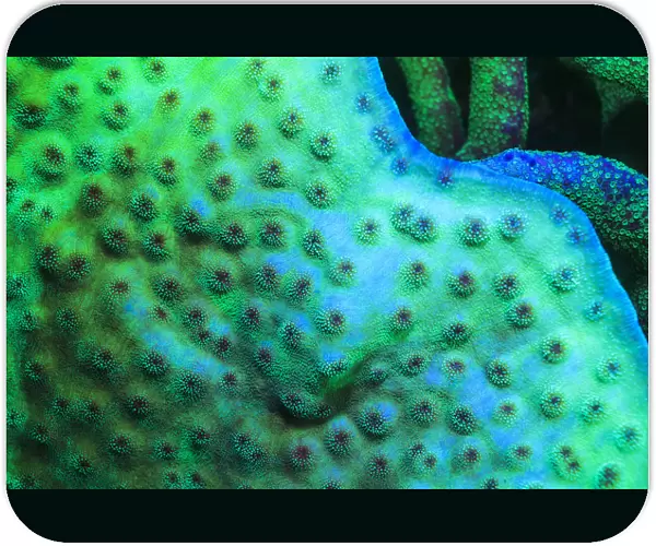 Fluorescing Underwater Macro images