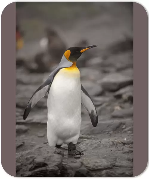 Antarctica, King Penguin, walking
