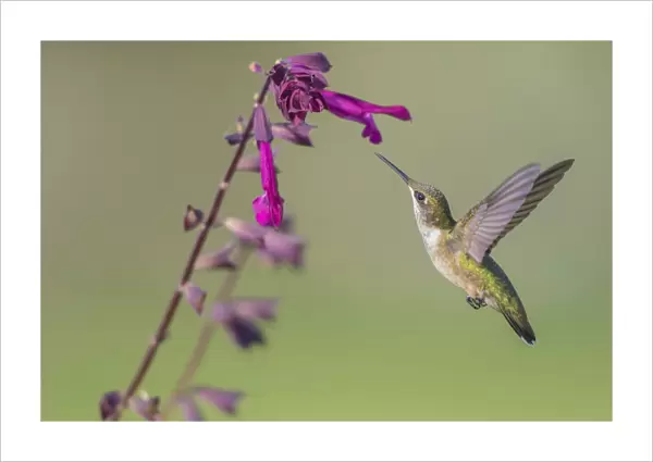 01162-15106 Ruby-throated Hummingbird (Archilochus colubris) at Salvia Love