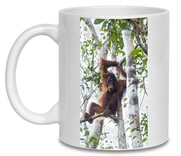 Indonesia, Borneo, Kalimantan. Female orangutan at Tanjung Puting National Park. Credit as