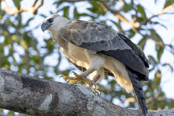 South America, Brazil, State of Amazonas, The Amazon, Near Manaus, harpy eagle, Harpia harpyja