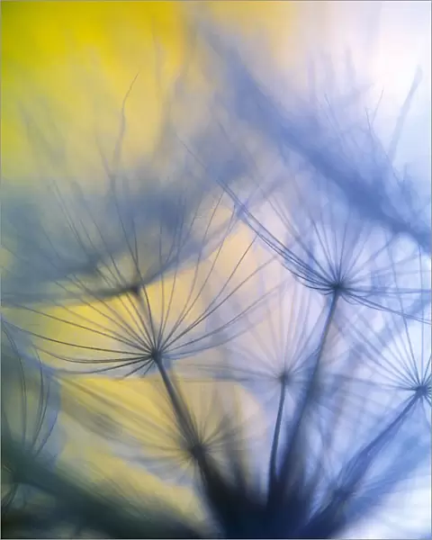Abstract close-up in yellows and blues of a dandelion seed puff