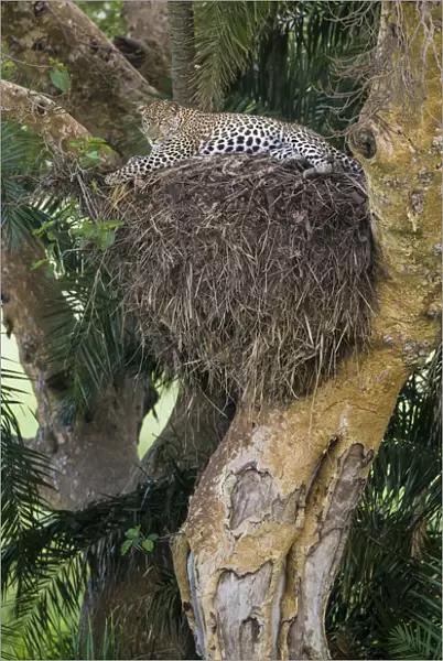 Africa. Tanzania. African leopard (Panthera pardus) in a tree in Serengeti NP