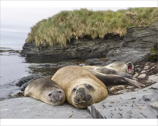 Southern elephant seal (Mirounga leonina), male, after breeding period on the Falkland Islands