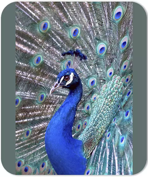 Costa Rica, Central America. Captive. India Blue Peacock displaying