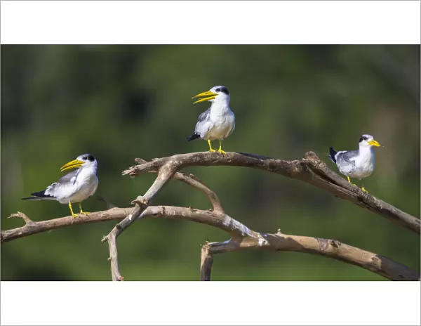 South America. Brazil. A group of large-billed terns (Phaetusa simplex) perches