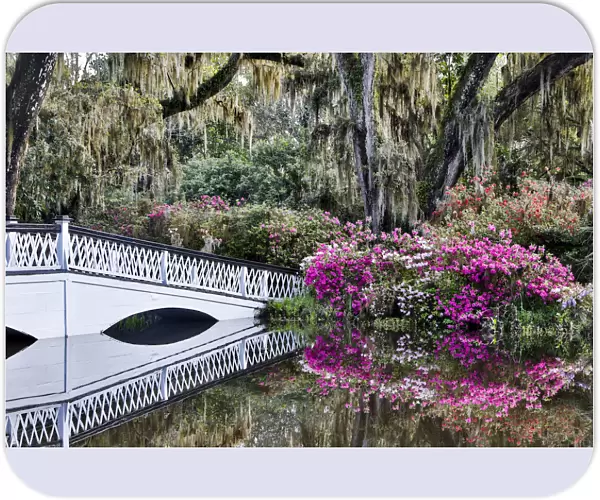 United States, North Carolina, Magnolia Plantation, White Bridge with Azaleas