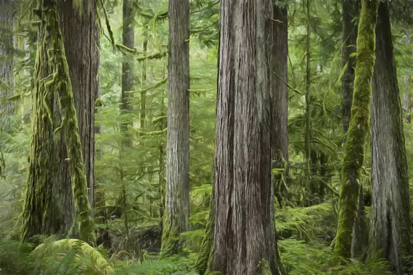 USA, Washington, Olympic National Park. Abstract of old growth forest. Credit as