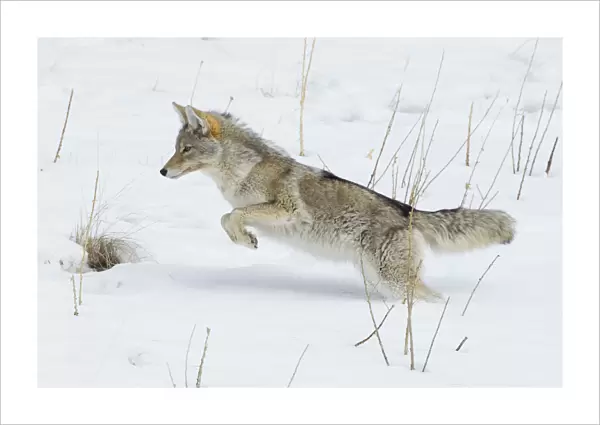Coyote Leaping