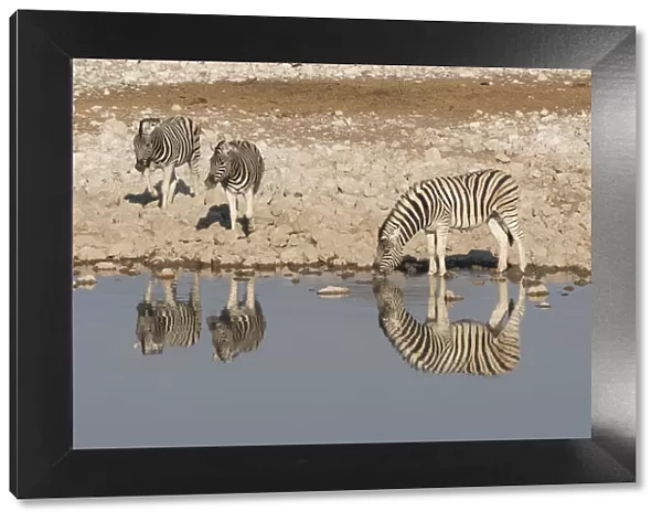 Zebras drink at Okaukuejo waterhole in early morning, with the still waters reflecting