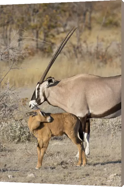 Oryx and young Etosha National Park, Namibia