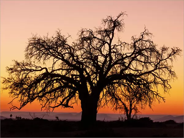 Sunrise and silhouetted lone tree Namib Desert Namibia Sossusvlei