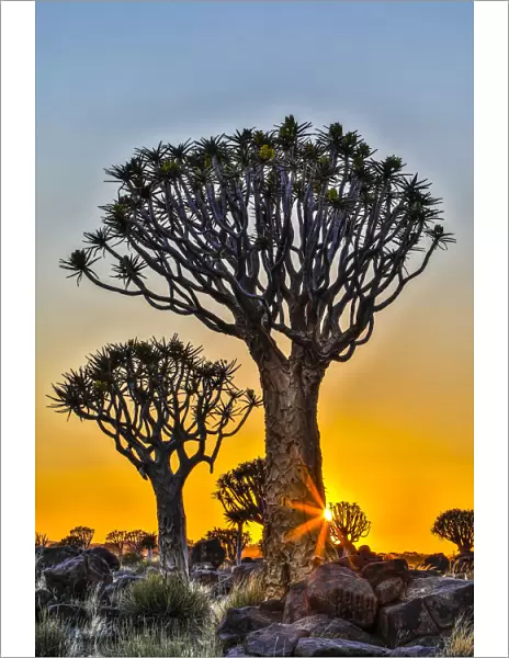 Africa, Namibia, sunrise at the Quiver tree Forest at the Quiver tree Forest Rest Camp