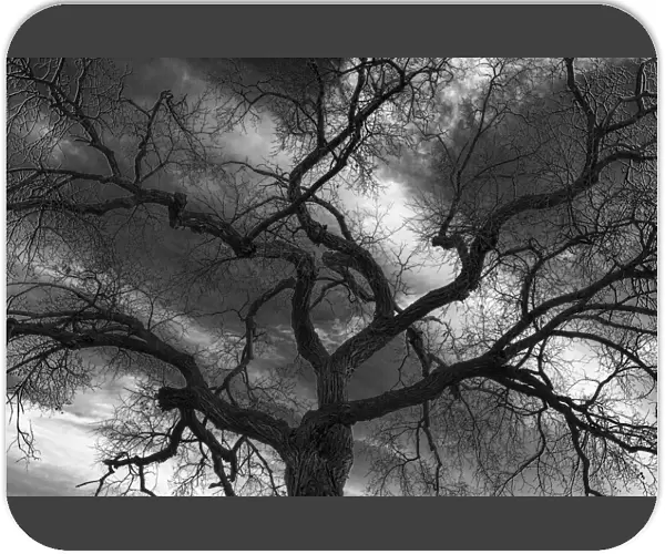 Canada, Manitoba, Winnipeg. Black and white of tree and clouds