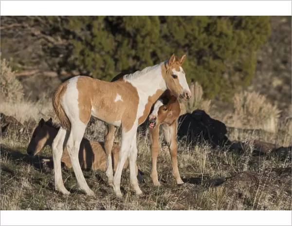 Young playful wild horses