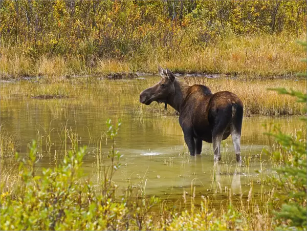 Canada, Alberta, Kananaskis Country. Female moose in pond