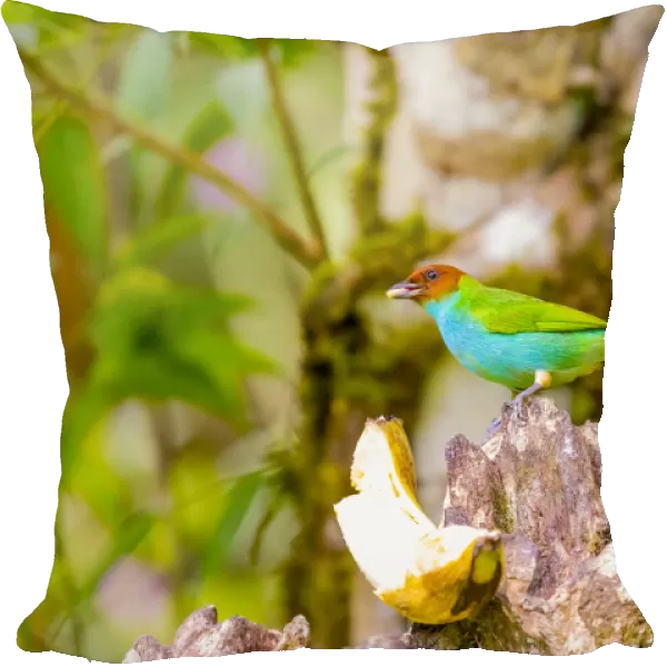 Central America, Costa Rica. Male bay-headed tanager feeding
