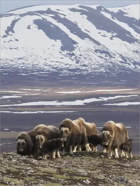 Muskox herd, Arctic habitat