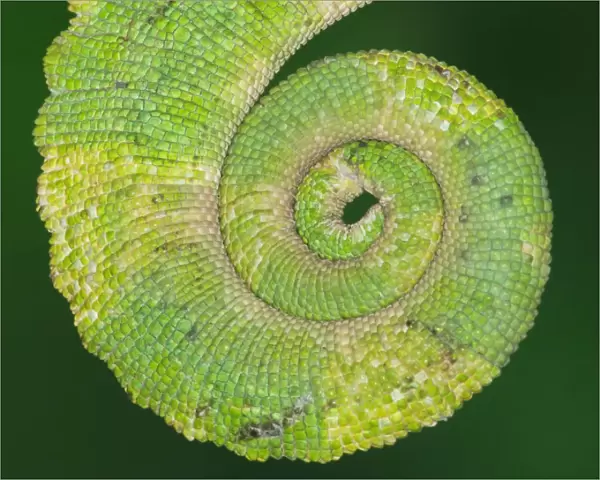 USA, California. Close-up of tail of Jacksons chameleon