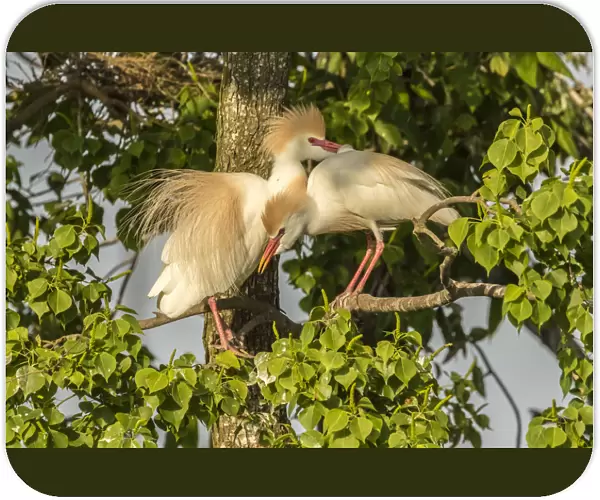 USA, Louisiana, Vermilion Parish. Cattle egret pair at nest