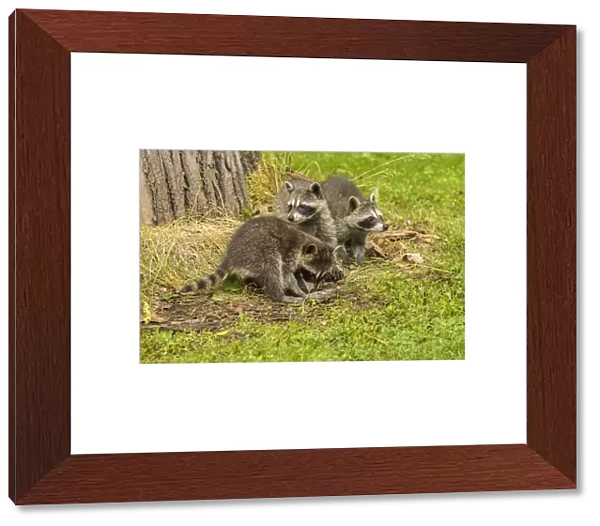 USA, Minnesota, Pine County. Captive raccoon babies