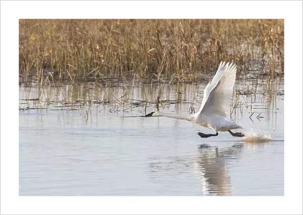 Trumpeter Swans (Cygnus buccinator) taking off from wetland Riverlands Migratory Bird Sanctuary St