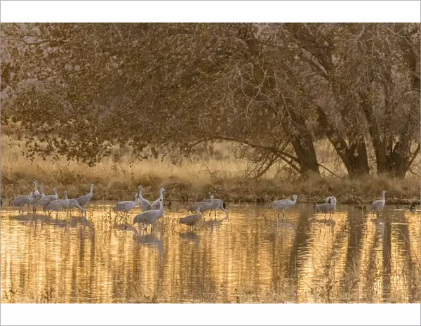 USA, New Mexico, Bosque del Apache National Wildlife Refuge. Sandhill cranes in water at sunset